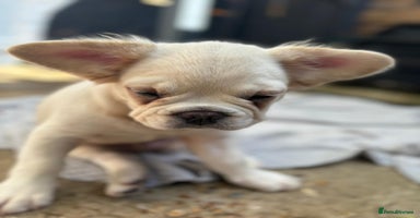 French Bulldog dogs - Advert 1