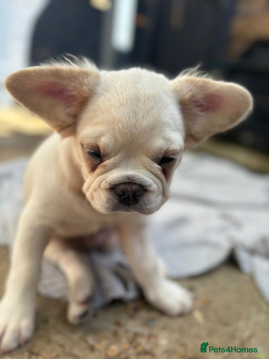 French Bulldog dogs for sale: 2 Beautiful long haired french bulldogs 1-M 1-F - Image 3