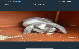 Mini Lop rabbits for sale: 2 Sisters mini lop rabbits - Image 4