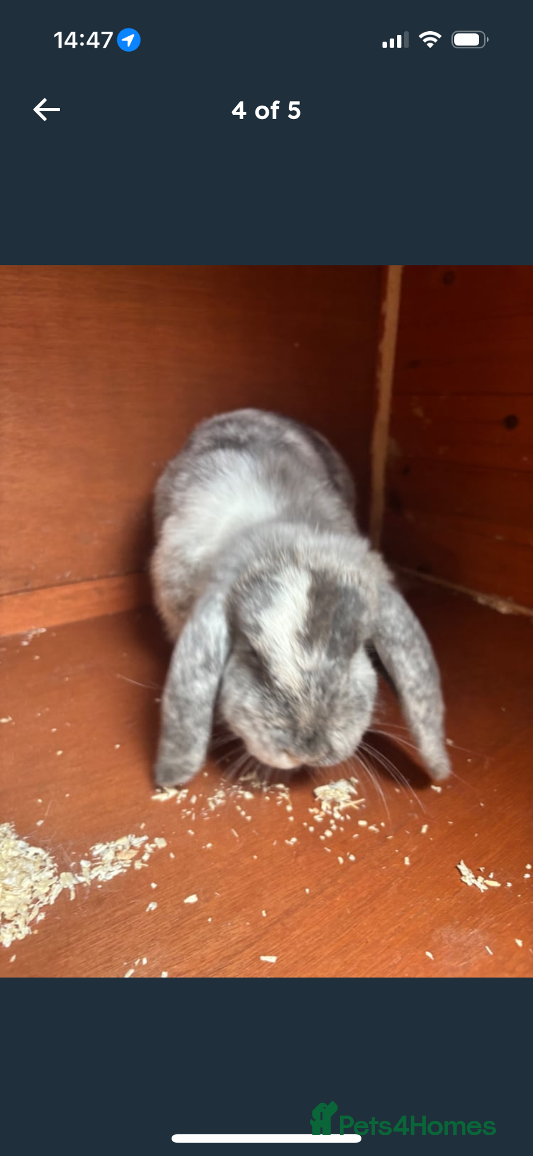 Mini Lop rabbits for sale: 2 Sisters mini lop rabbits - Image 4