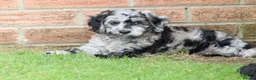 Cockapoo dogs for sale: F1 COCKAPOO PUPPIES FOR SALE - Advert 32