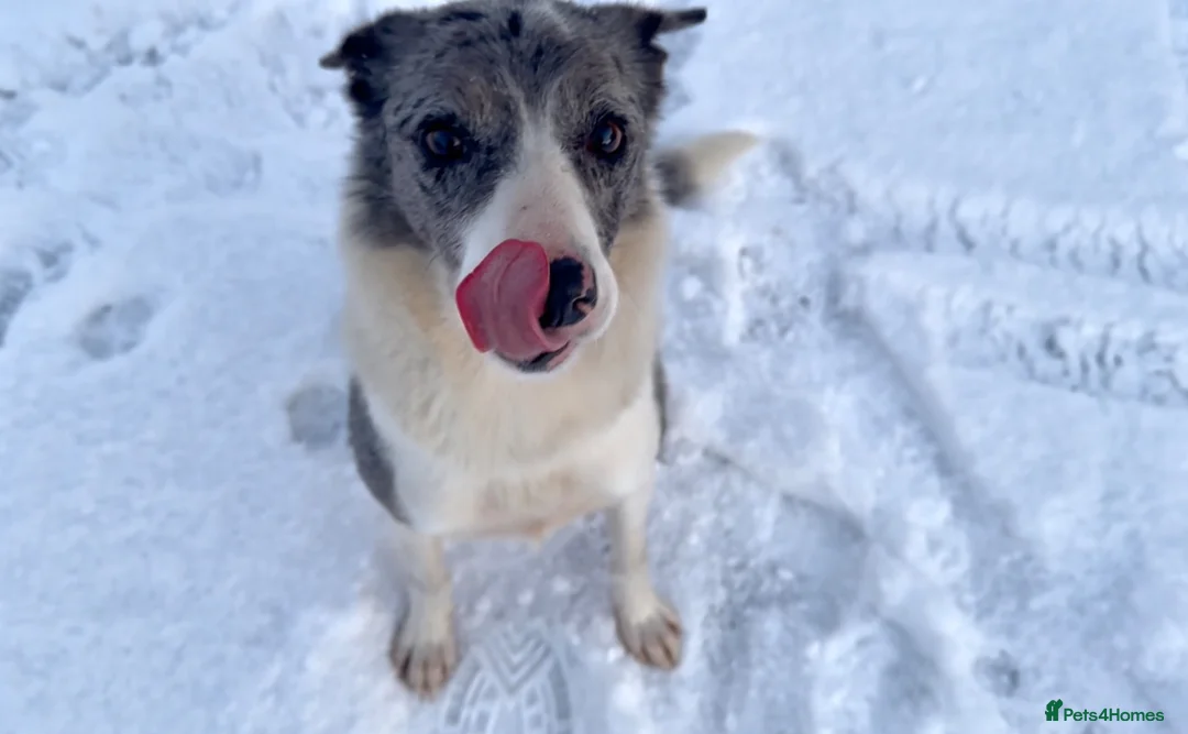 Welsh Collie dogs for sale: Gorgeous Blue Merle Girl Looking For Forever Home  in Swansea - Advert 2