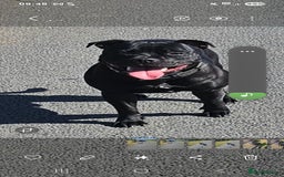 Staffordshire Bull Terrier dogs for stud: Black laddy boy for stud £400 - Image 1