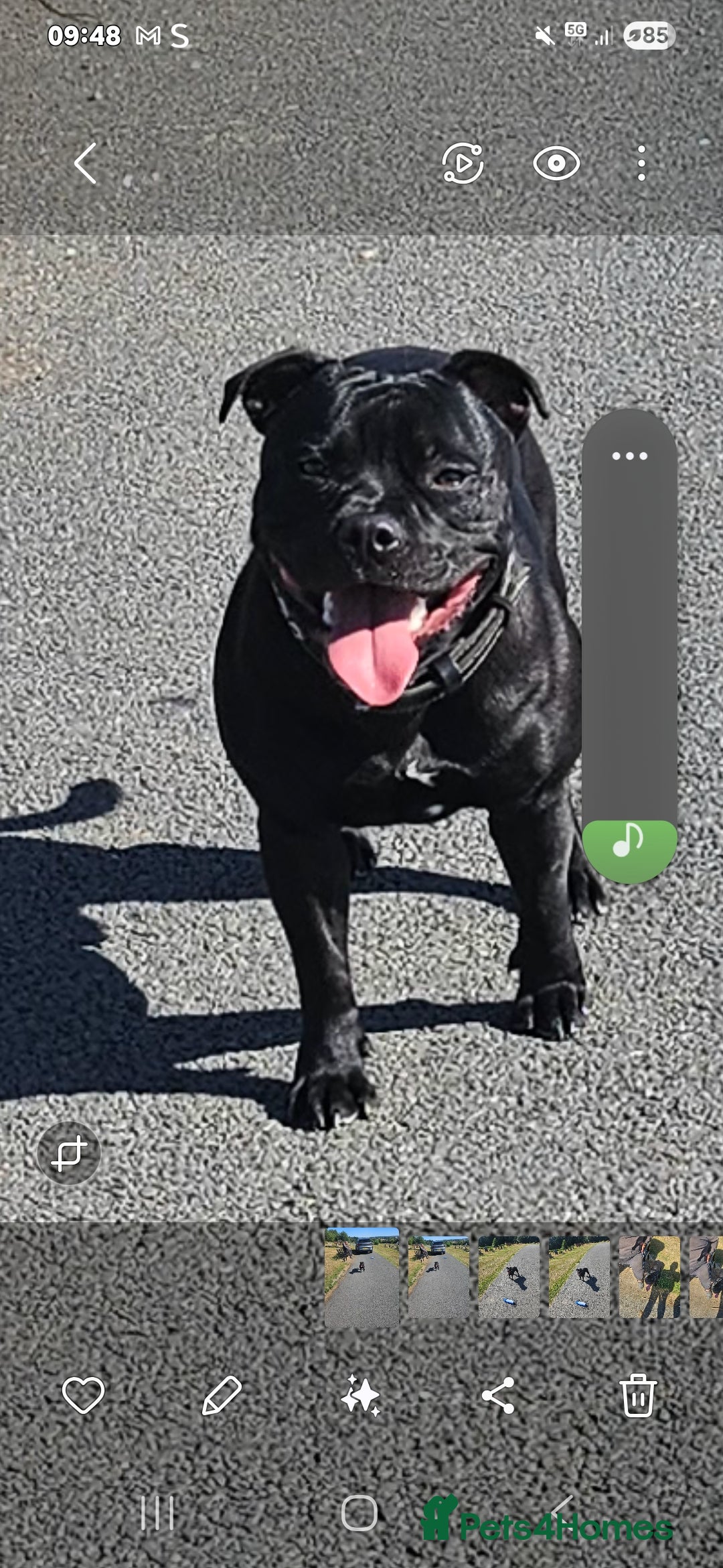 Staffordshire Bull Terrier dogs for stud: Black laddy boy for stud £400 - Image 1
