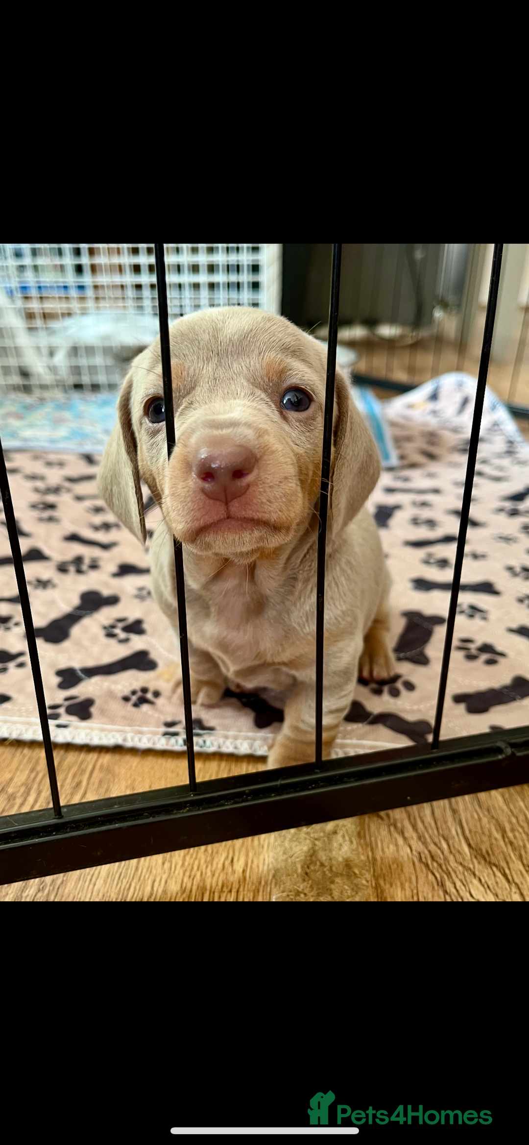 Miniature Dachshund dogs for sale: Beautiful litter of KC reg miniature dachunds  - Image 1