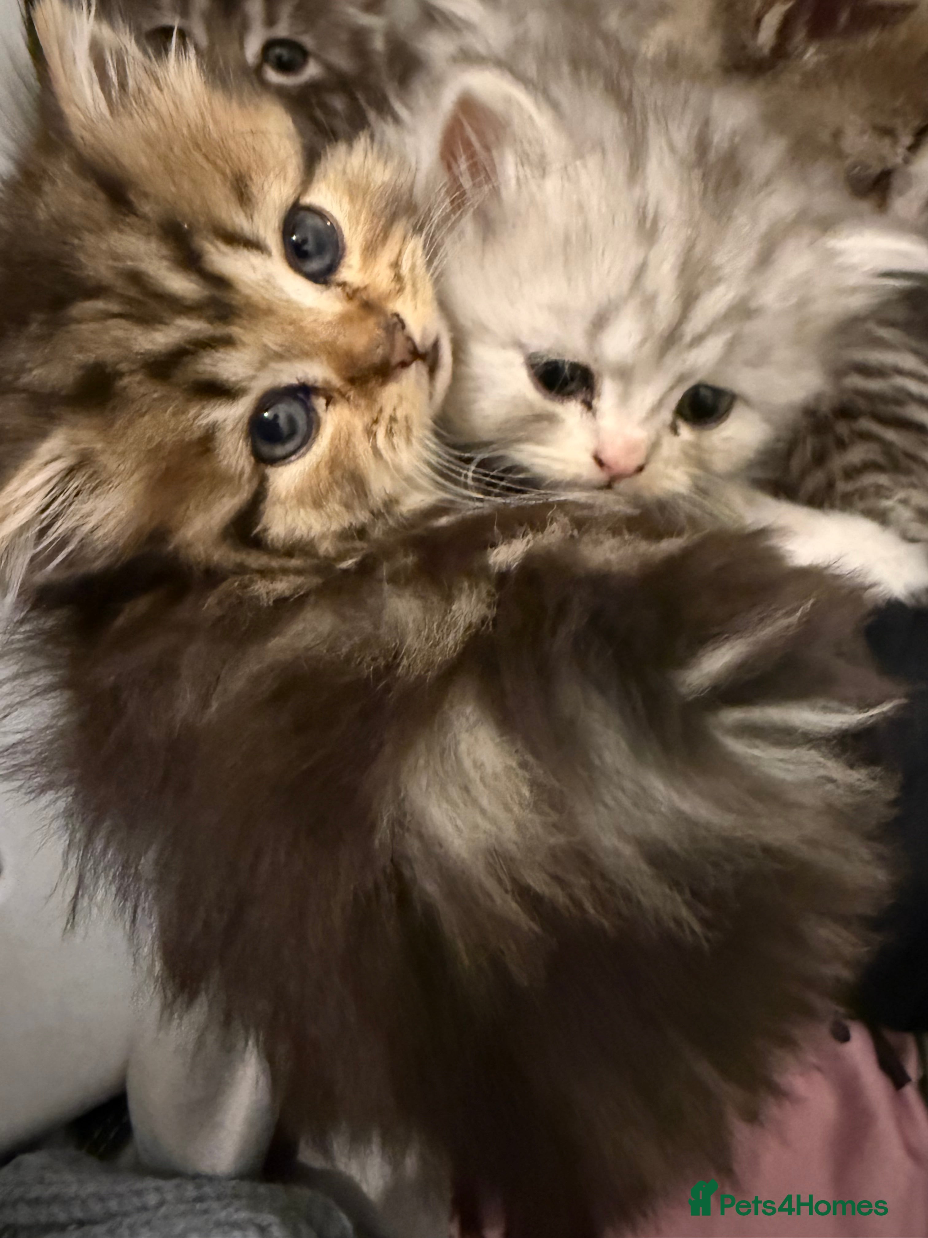 Persian cats Beautiful Persian kittens  - Advert 1