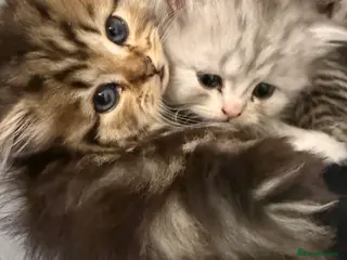 Persian cats Beautiful Persian kittens - Advert 1