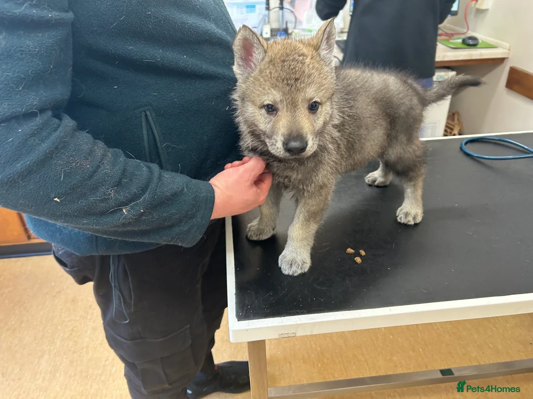 Saarloos Wolfdog dogs for sale: READY NOW Czechoslovakian wolfdog - Advert 7