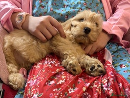 Cockapoo dogs - Advert 16