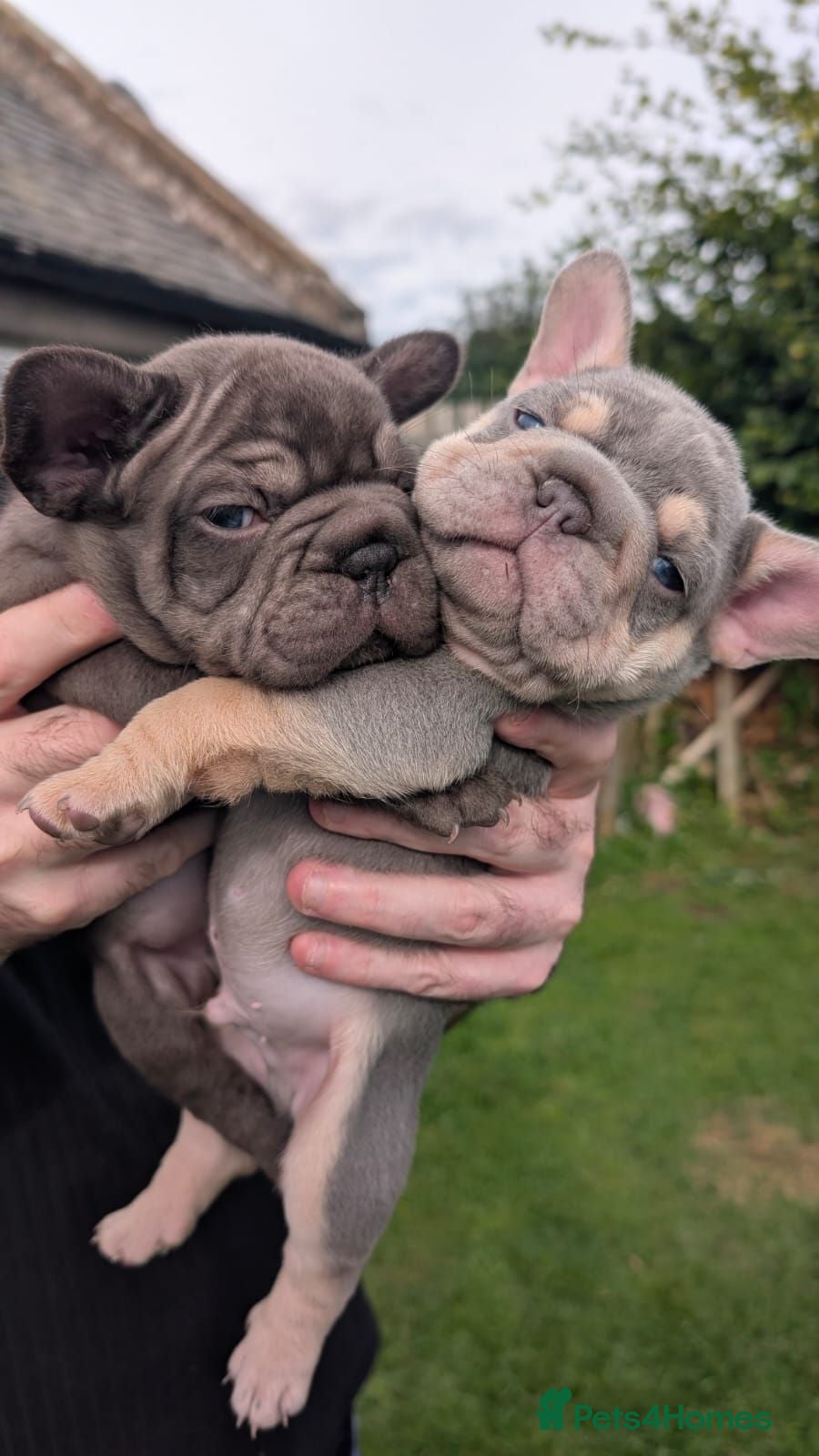 French Bulldog dogs French Bulldog  - Advert 3