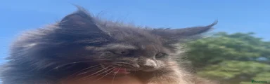 Maine Coon 3