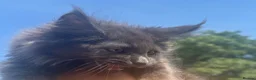 Maine Coon cats for sale: Xl Maine coon kittens  - Advert 9