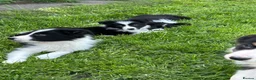 Border Collie dogs for sale: ISDS registered border collie puppies  - Advert 9