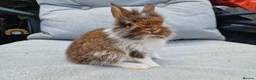 Lionhead rabbits for sale: 2 lionhead boys - Advert 6