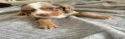 Cocker Spaniel dogs for sale: Cocker spaniel puppies  - Advert 9