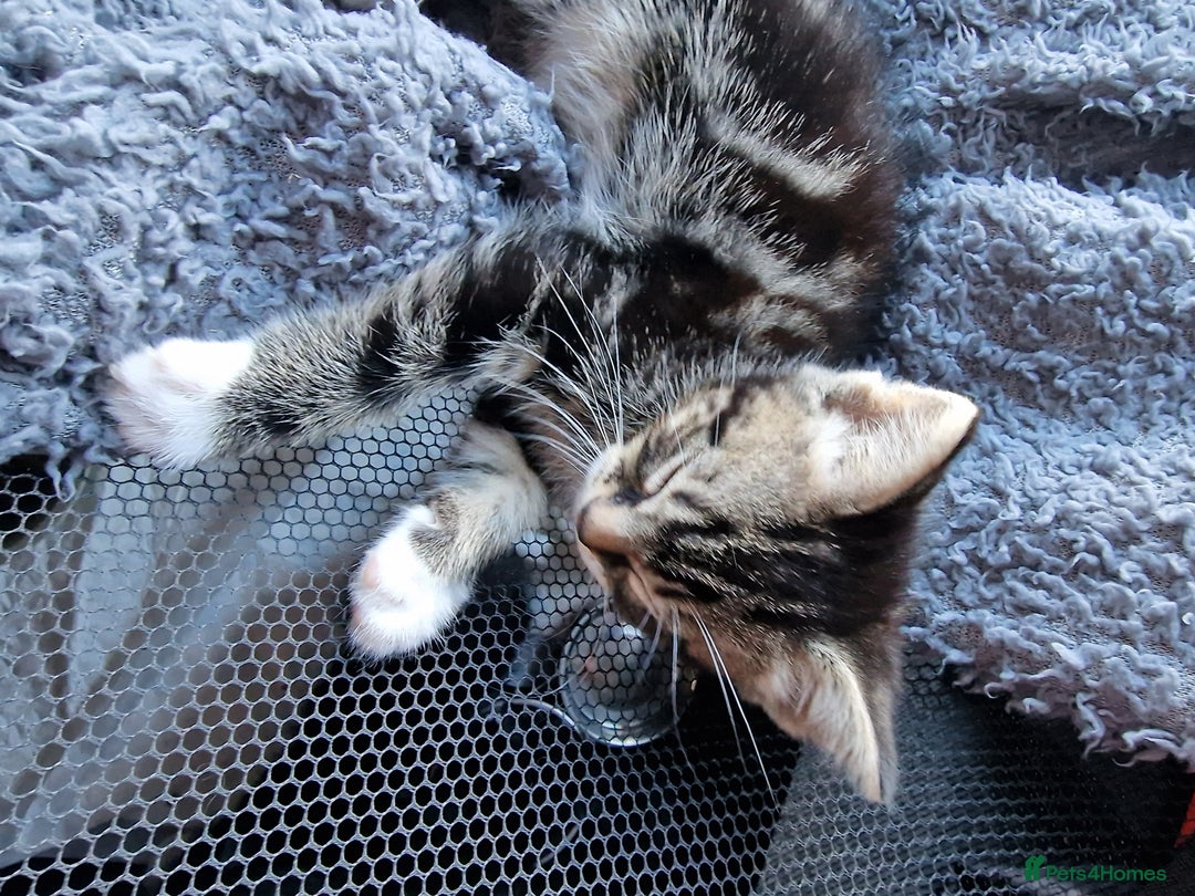 Mixed Breed cats for sale: 2 kittens for sale. A beautiful boy and a girl - Image 6
