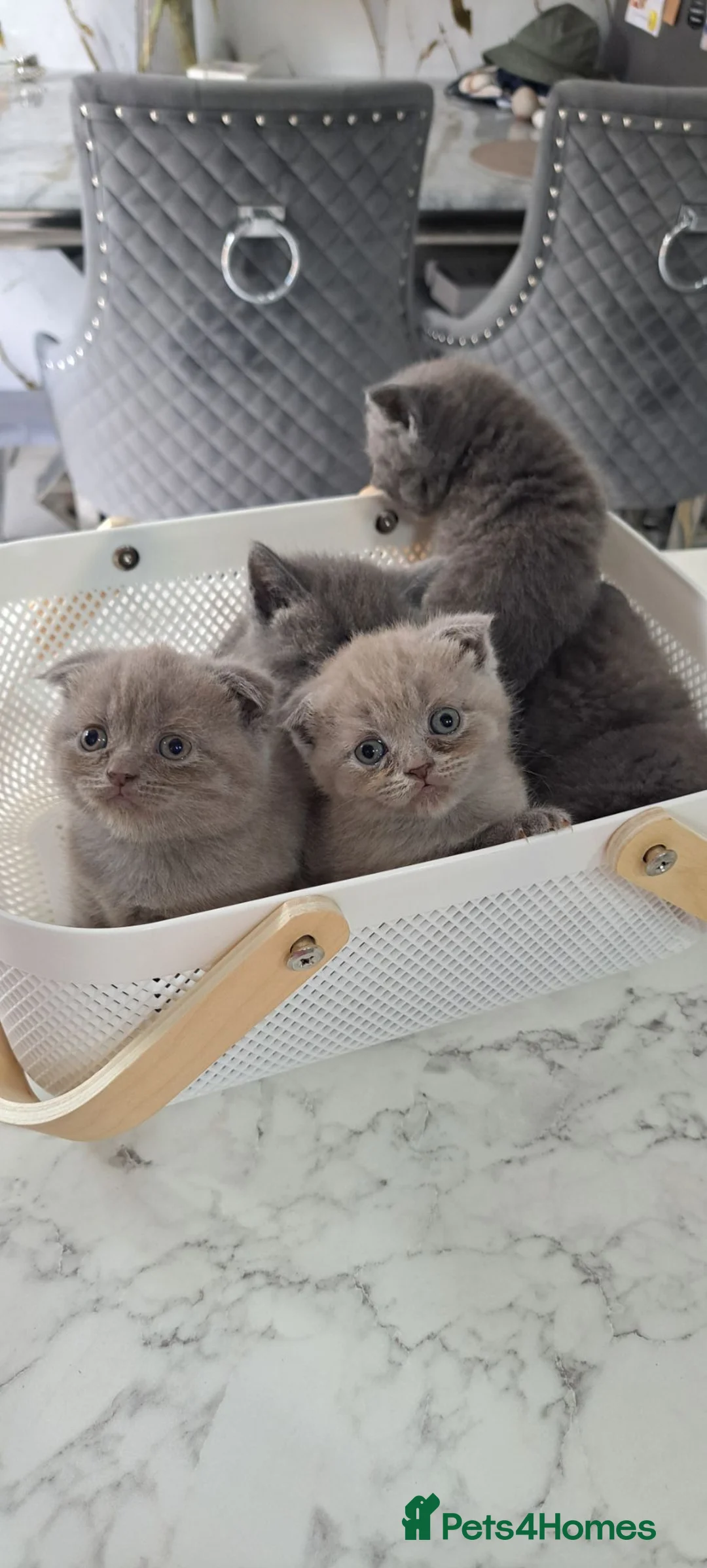 Scottish Fold cats for sale: Scotish fold & british straignt kittens  in Melton Mowbray - Advert 2