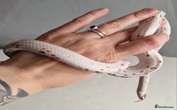 Corn Snake reptiles for sale: Palmetto Cornsnake - Image 3