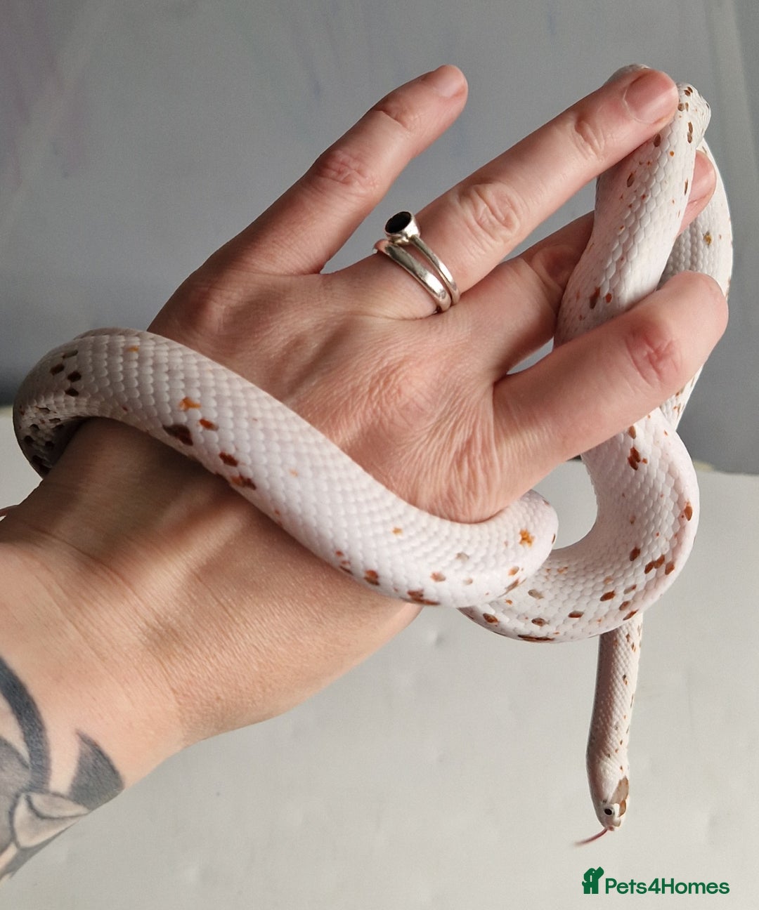 Corn Snake reptiles for sale: Palmetto Cornsnake - Image 3