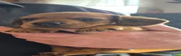 Miniature Dachshund dogs for sale: Short haired minature dachshund  - Advert 6