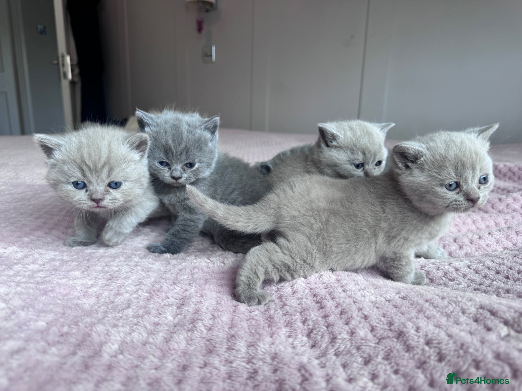 British Shorthair cats for sale: Adorable British Shorthair Kittens Lilac and Blue - Advert 1