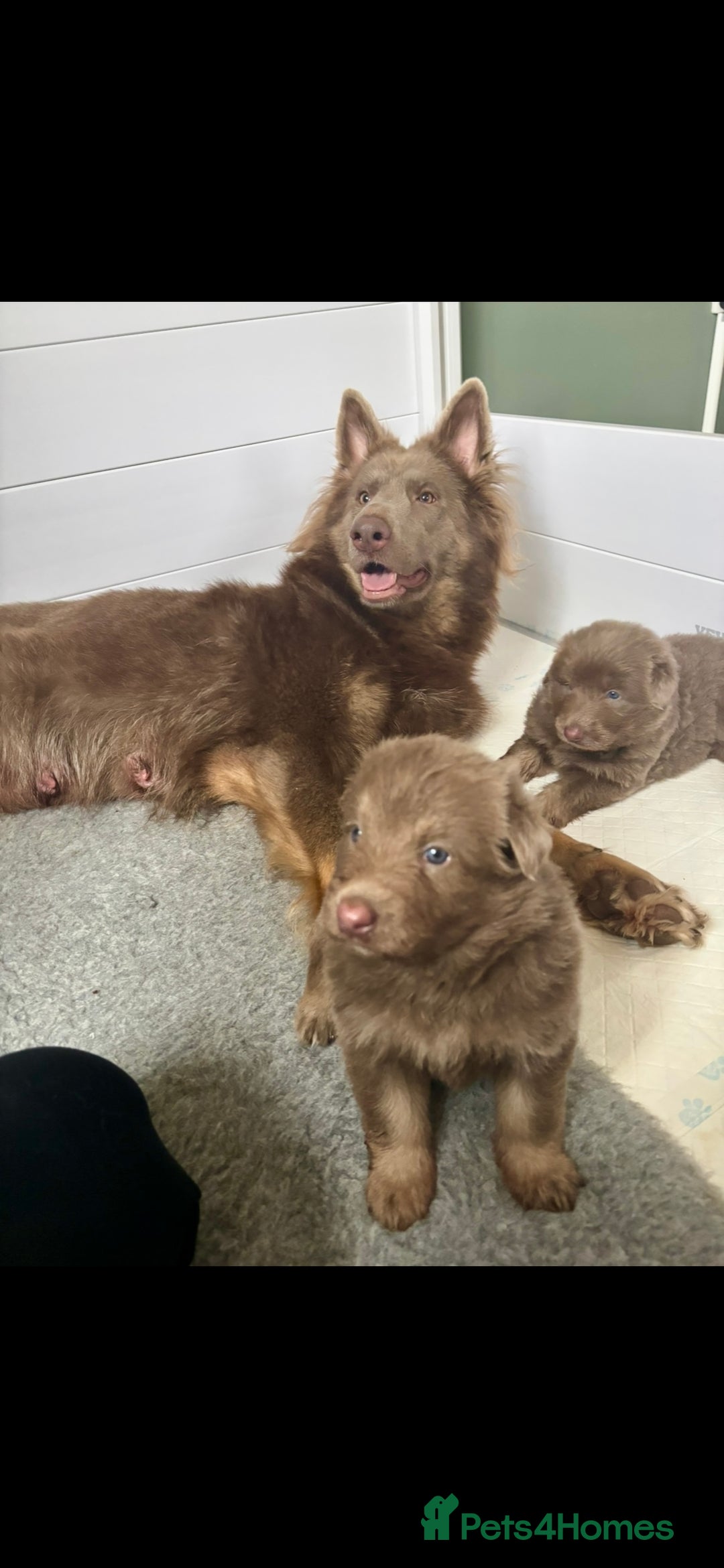 German Shepherd dogs for sale: Kc registered DNA Health tested gsd puppies - Image 18