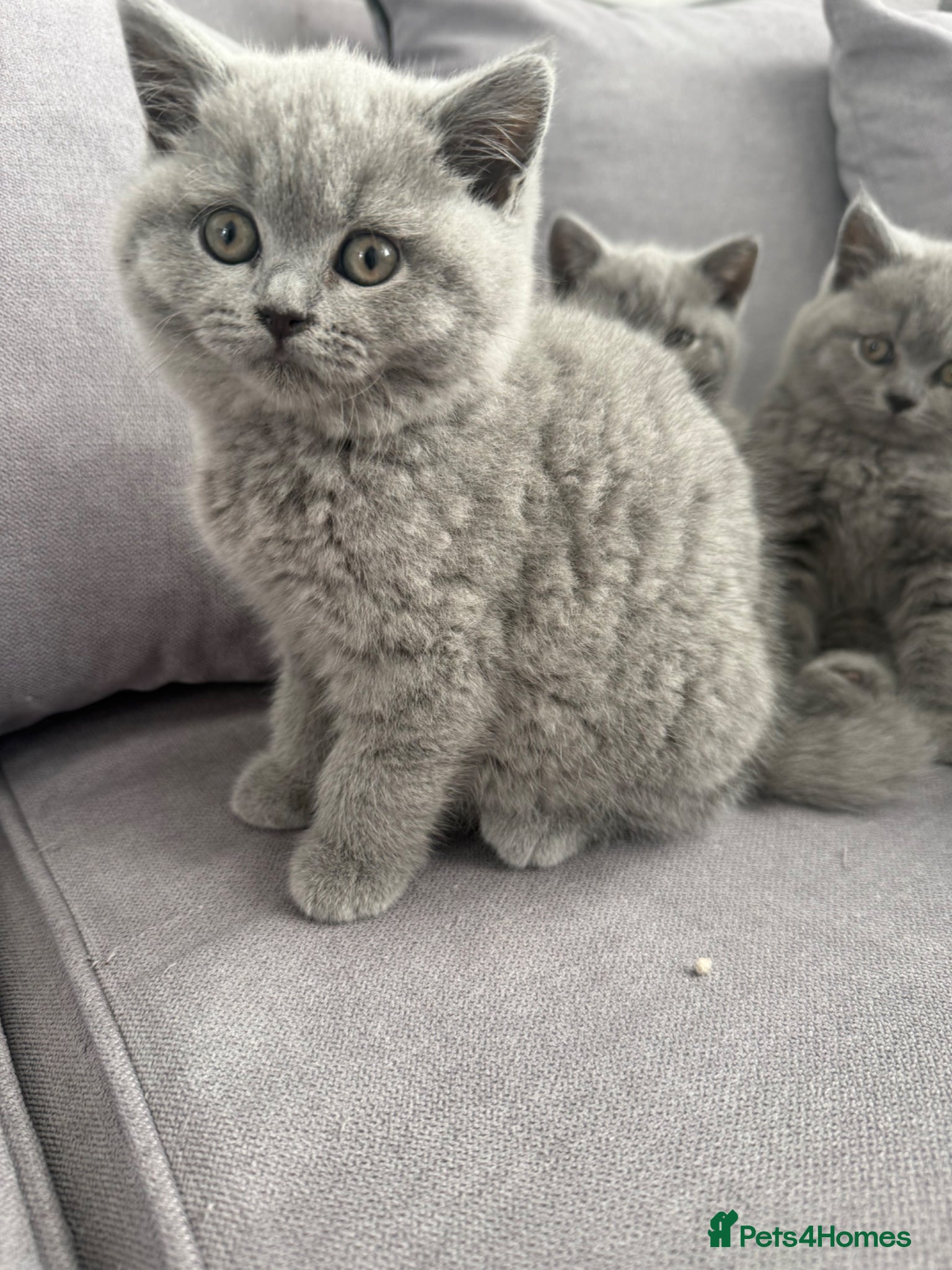 British Shorthair cats for sale: British shorthair beautiful male - Advert 6