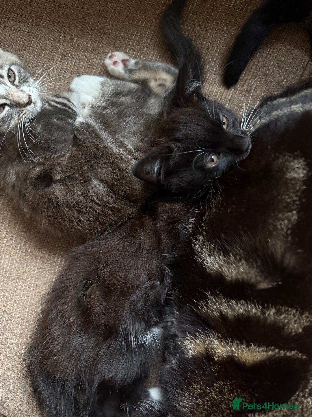 Mixed Breed cats for sale: Mixed breed kittens for sale, grey, brown  - Image 9