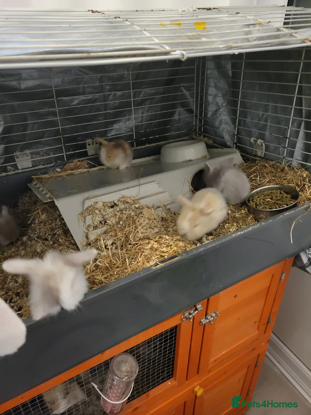Lionhead rabbits for sale: Absolutely beautiful fluffy lionheads in Petersfield - Advert 1
