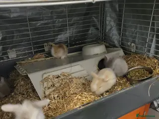 Lionhead rabbits Absolutely beautiful fluffy lionheads - Advert 10