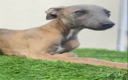 Whippet dogs for sale: Kc whippet pups  - Image 14
