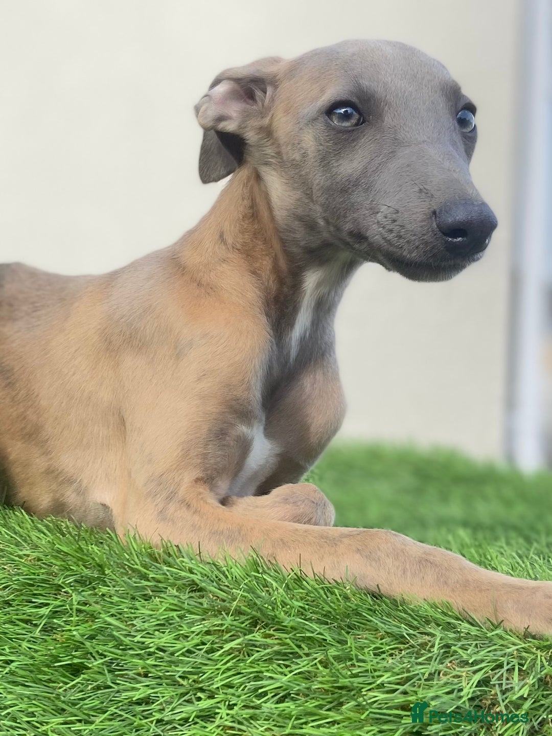 Whippet dogs for sale: Kc whippet pups  - Image 14
