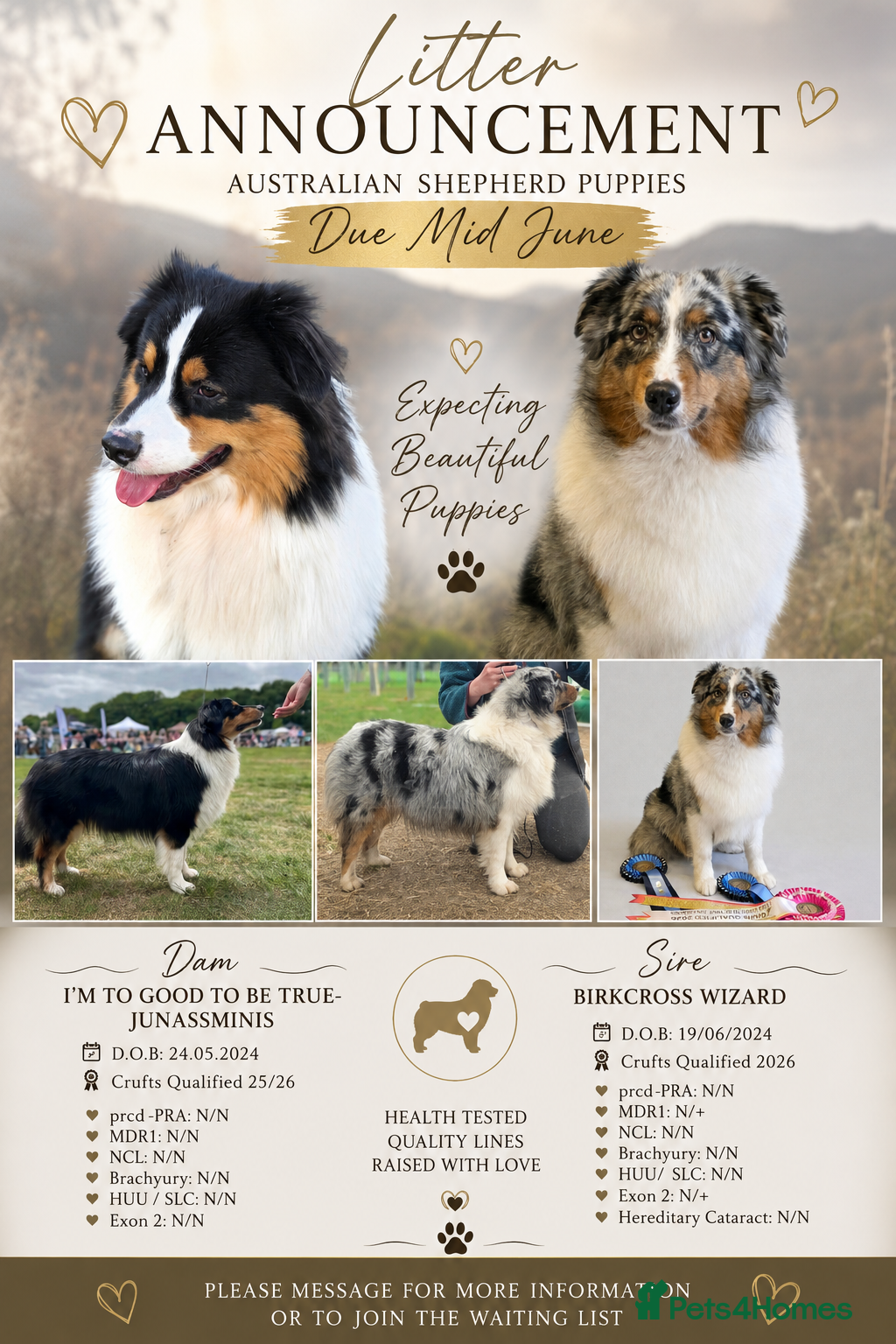 Australian Shepherd dogs Australian shepherd puppies due soon  - Advert 1