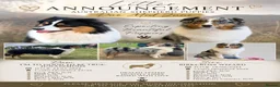 Australian Shepherd dogs for sale: Australian shepherd puppies due soon  - Advert 1