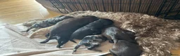Cockapoo dogs for sale: Adorable Black Cockapoo Boy – Loving & Playful  - Advert 4