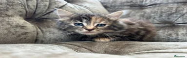 Mixed Breed 1
