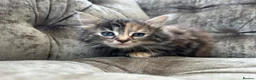Mixed Breed cats for sale: Long haired female kittens  - Advert 18