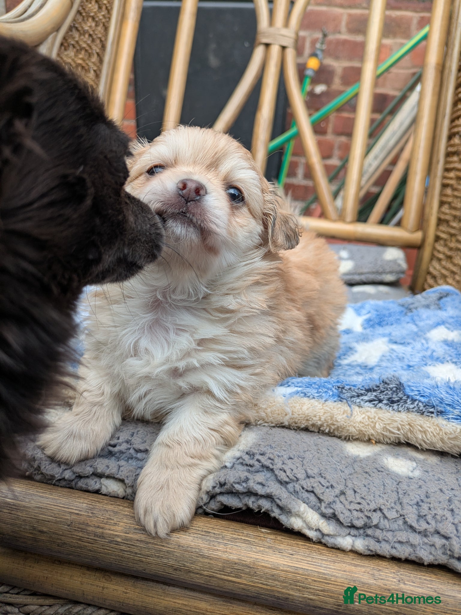 Chihuahua dogs Longhaired pedigree chihuahuas - Advert 2