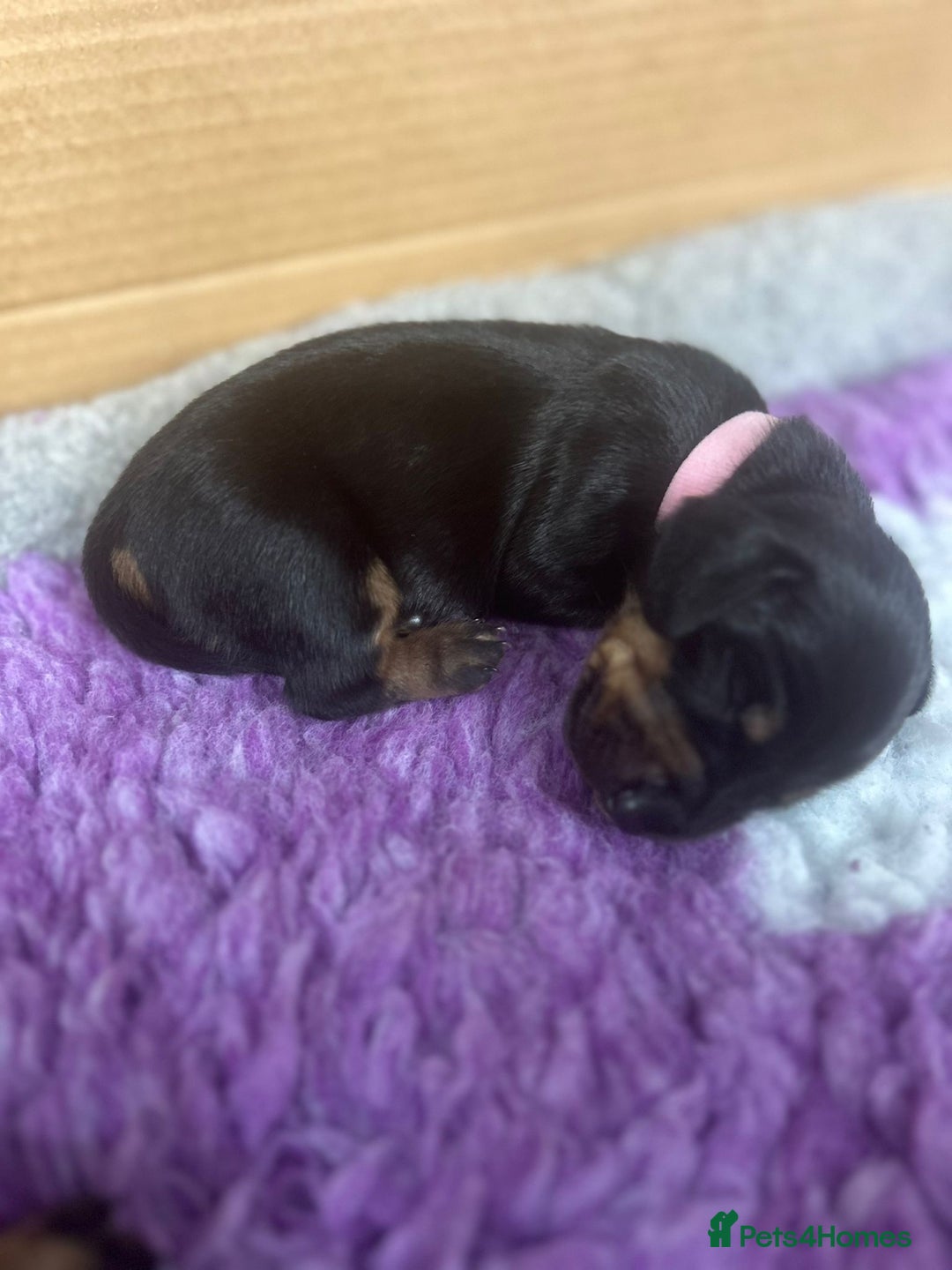 Miniature Dachshund dogs for sale: Miniature dachshund mix priced  - Image 20