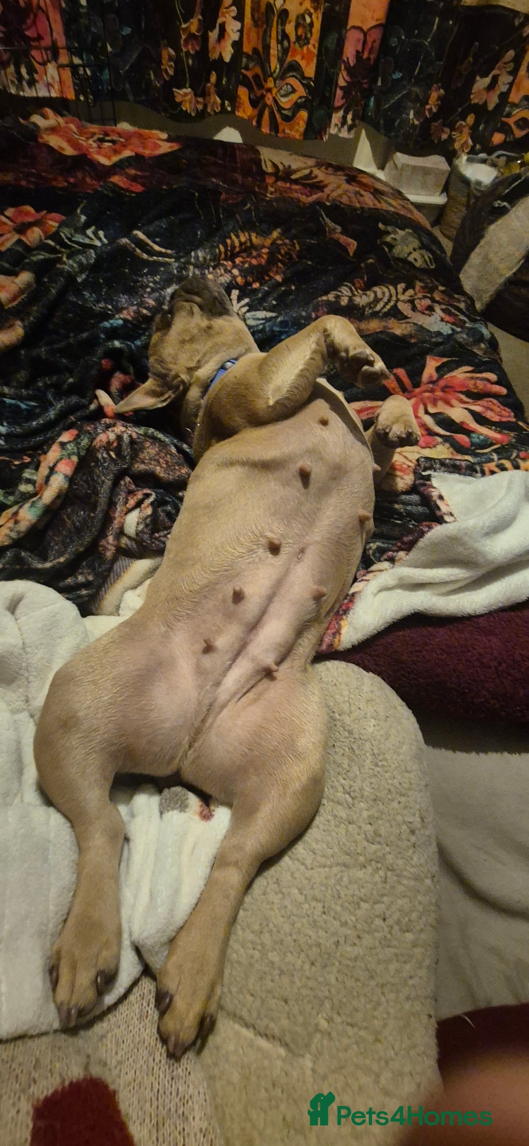 French Bulldog dogs for sale: French bulldog - Advert 1