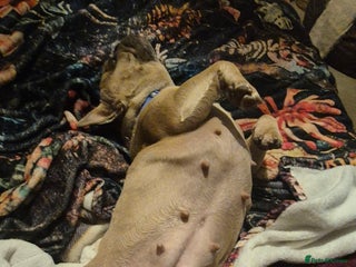 French Bulldog dogs French bulldog - Advert 1