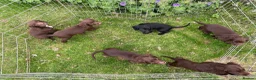 Cocker Spaniel dogs for sale: READY NOW -Vac & Chip - Family Cocker Spaniel Pups - Advert 3