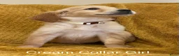 Golden Retriever dogs for sale: Quality litter of KC reg Golden Retriever puppies - Advert 14