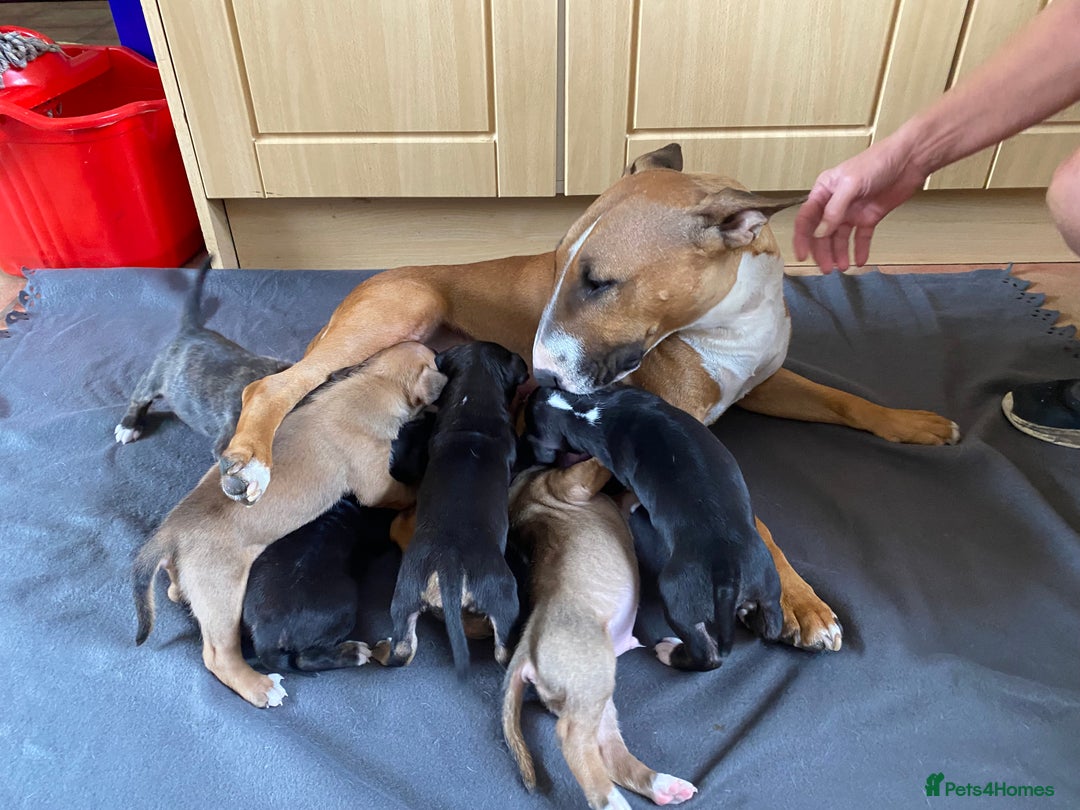 English Bull Terrier dogs for sale: English bull terrier puppies - Image 4