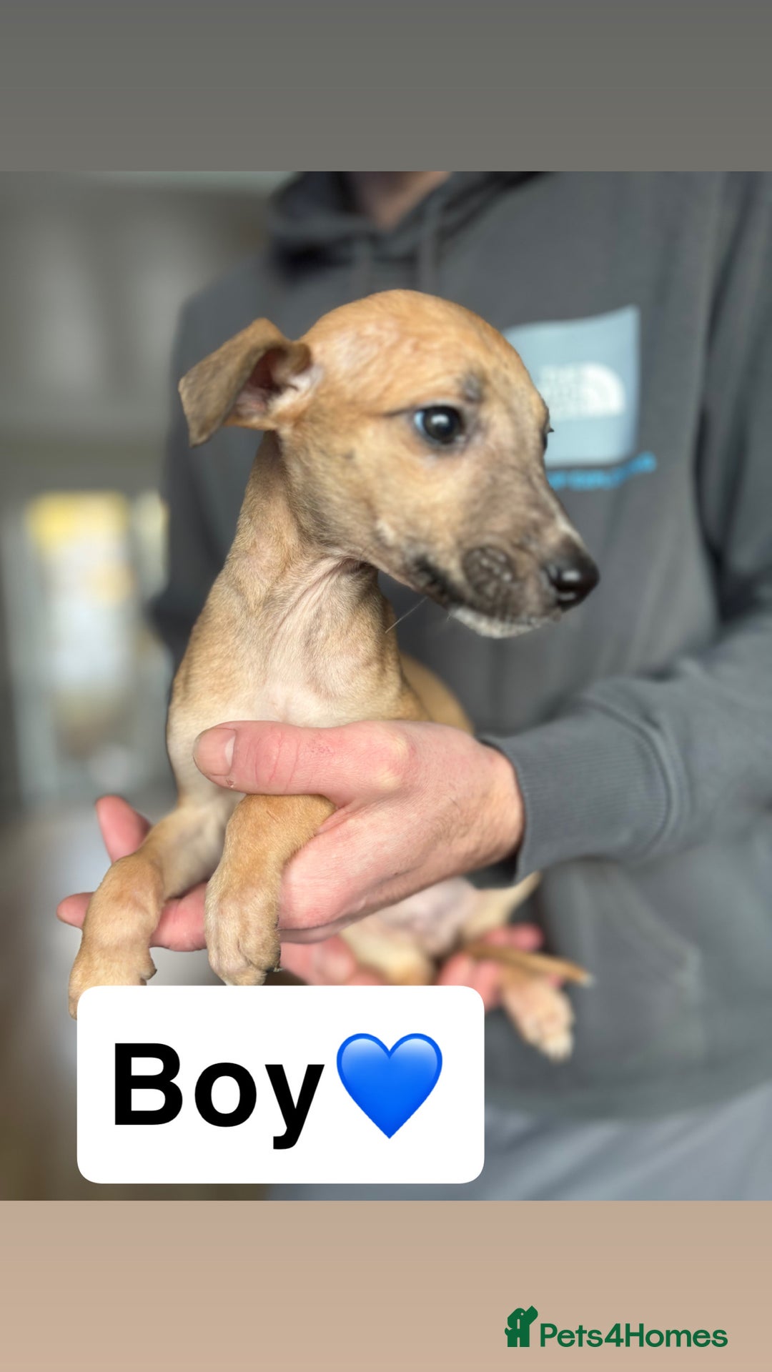 Saluki dogs for sale: PRICE DROP… SALUKI COLLIE BULL GREYHOUNDS - Advert 2