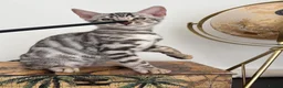 Bengal cats for sale: 2 TICA Active Bengal BOYS! - Advert 5