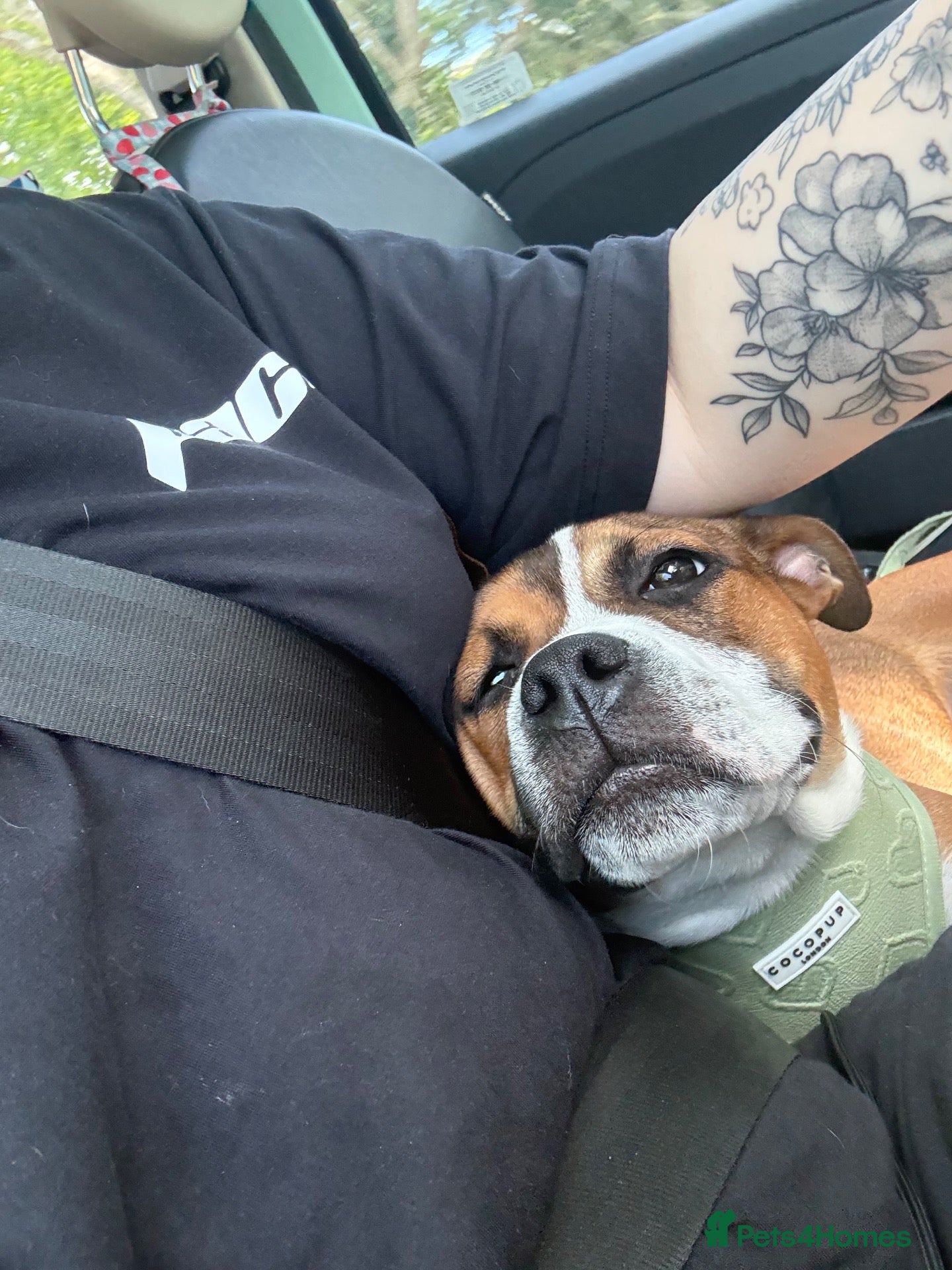 Staffordshire Bull Terrier dogs 8 month old staffy  - Advert 2