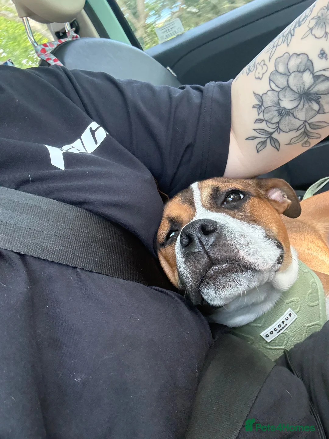 Staffordshire Bull Terrier dogs for sale: 8 month old staffy  in Romsey - Advert 1