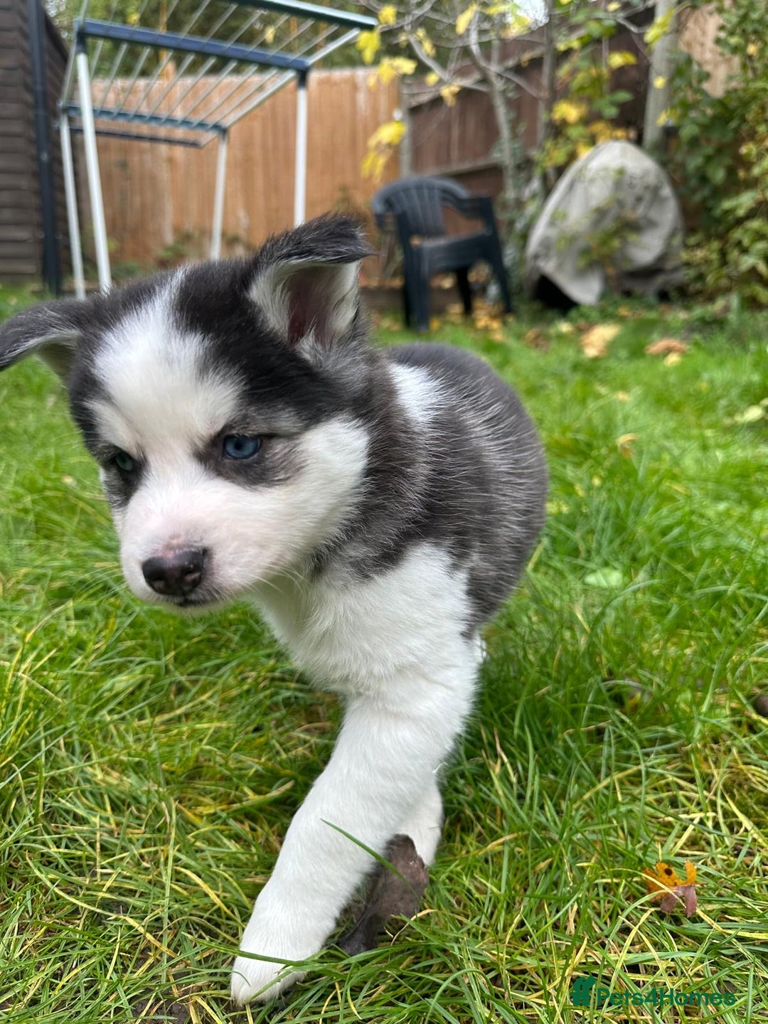 Mixed Breed dogs for sale: MIRO❤️ - Image 1