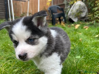 Mixed Breed dogs - Advert 1